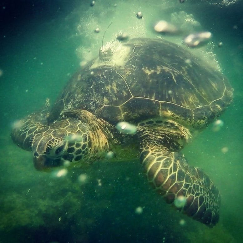 Yellow Morph Green Turtle Underwater
