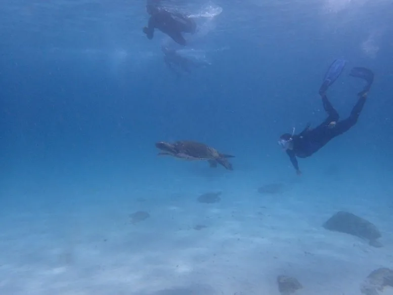 Yellow Morph Green Turtle With Diver Underwater