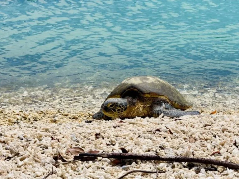 Tartarugas marinhas das Galápagos não migram como esperado