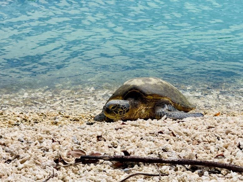 Yellow Morph Green Turtle on Shore