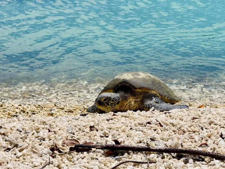 Yellow Morph Green Turtle on Shore