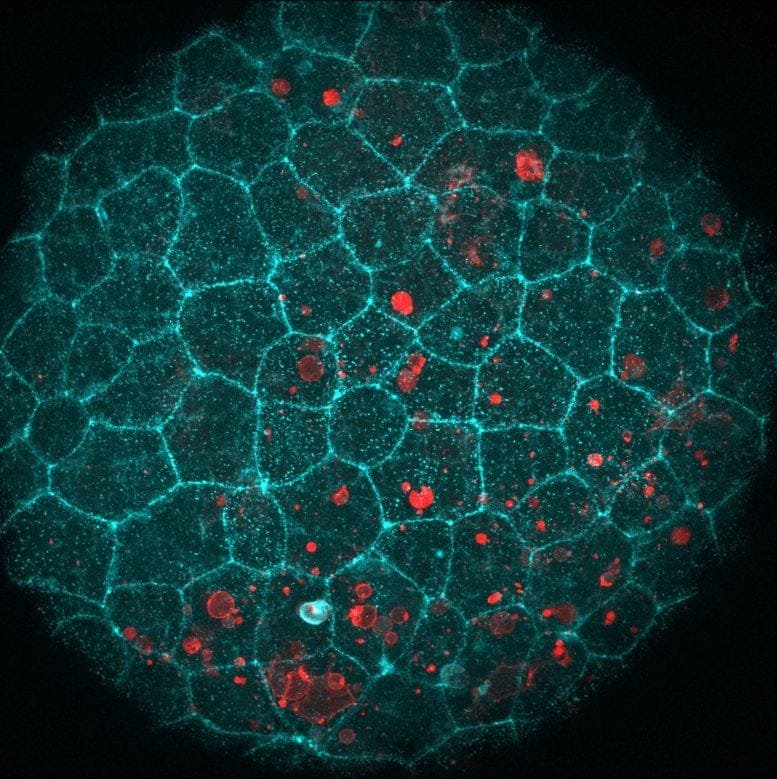 Zebrafish Embryos Swallowing Dead Cells
