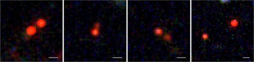 These panels are false-colour infrared JWST images of the four pairs of LRDs. The white lines in the lower right corners show the length of about 5000 light years. (Image Credit: COSMOS-Web / Tanaka)