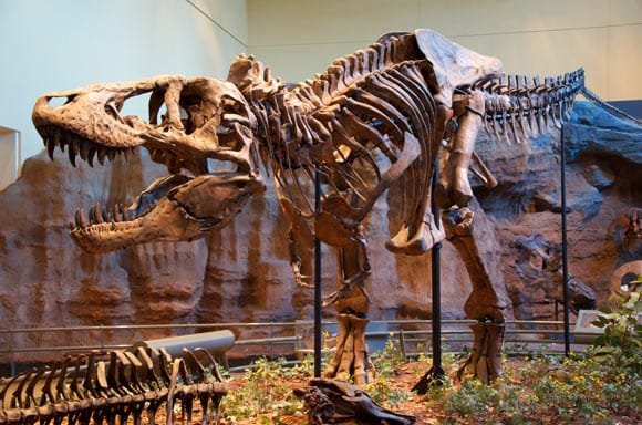 Tyrannosaurus rex holotype specimen at the Carnegie Museum of Natural History, Pittsburgh, the United States. Image credit: Scott Robert Anselmo / CC BY-SA 3.0.