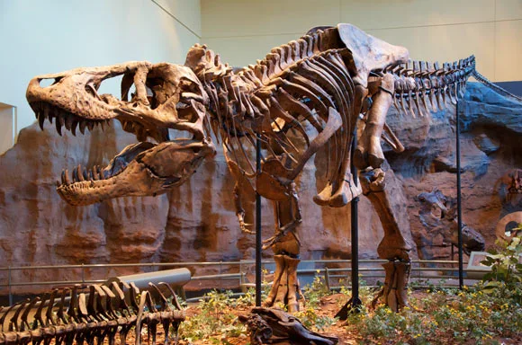Tyrannosaurus rex holotype specimen at the Carnegie Museum of Natural History, Pittsburgh, the United States. Image credit: Scott Robert Anselmo / CC BY-SA 3.0.