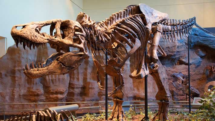 Tyrannosaurus rex mantinha temperatura corporal elevada, diz estudo