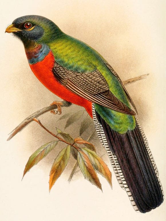 Reconstruction of the living bar-tailed trogon (Apaloderma vittatum) in the Catalogue of the Birds in the British Museum.