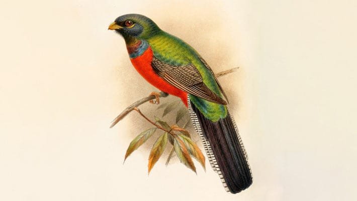 Fóssil de trogon revela características de aves antigas
