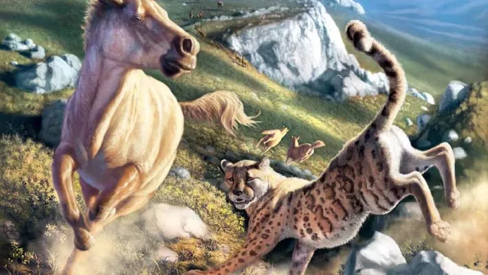 DNA antigo altera compreensão sobre o ‘cheetah americano’