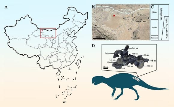 The 208GPV01 fossil from the Bayan Gobi Formation in the Yin’gen-Ejinaqi Basin, China. Image credit: Li et al., doi: 10.1016/j.hisbio.2026.100044.