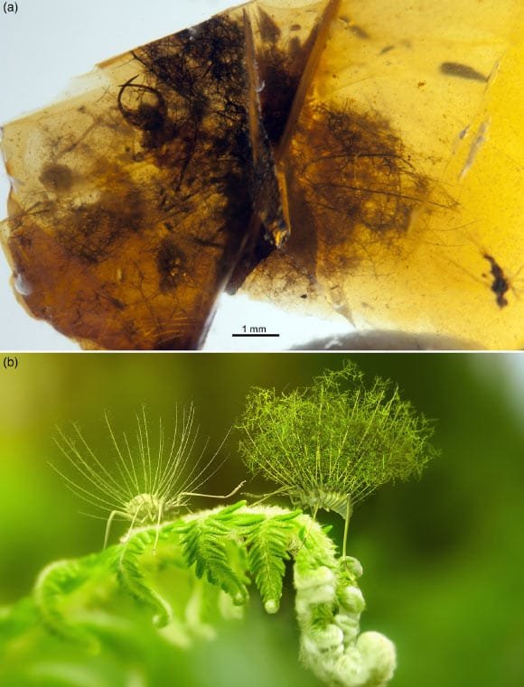 The larval lacewing Hallucinochrysa diogenesi and its debris-carrying behavior. (a) photograph of the holotype in ventrolateral view; (b) life reconstruction of two late-instar larvae in dorsolateral view, one bearing a complete debris packet showing their life appearance and the other devoid of it to showcase its peculiar anatomy. Image credit: J.A. Peñas.