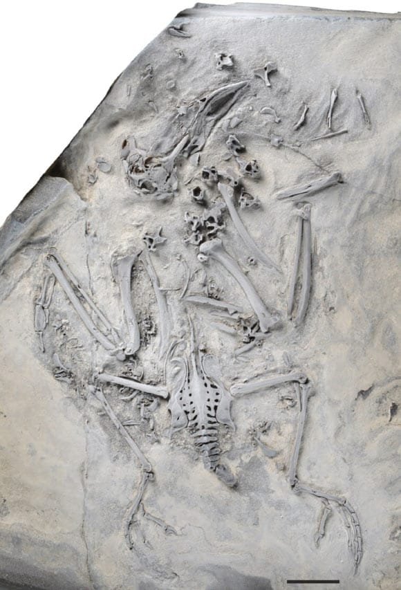 The holotype of Daniatrogon kochi from the Early Eocene Fur Formation in Denmark. Scale bar - 10 mm. Image credit: Gerald Mayr, doi: 10.1080/14772019.2026.2727037.