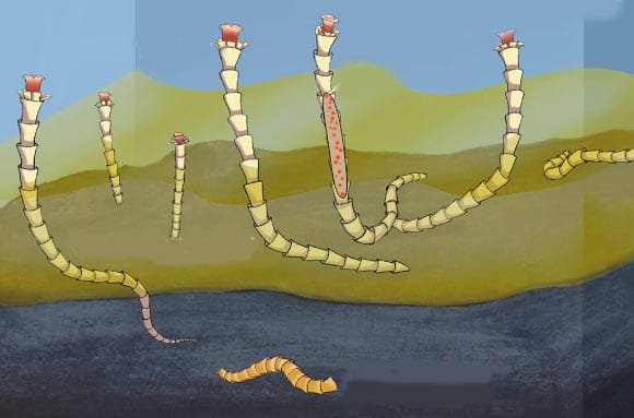 Estudo sugere que chemosimbiose precedeu o Cambriano