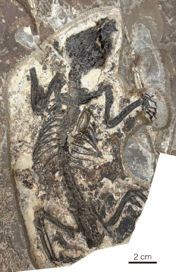 Fóssil de 120 milhões de anos revela origem de marsupiais