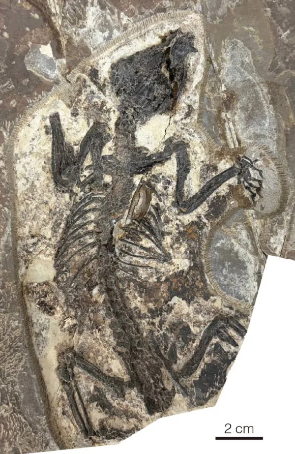 Fóssil de 120 milhões de anos revela origem de marsupiais