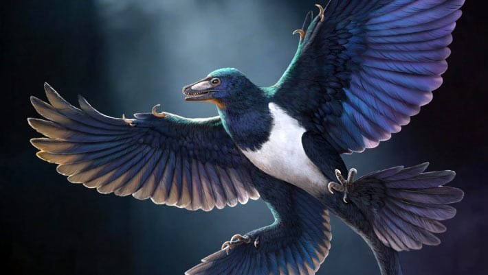 Novo dinossauro com penas sugere evolução do voo em linhagens distintas