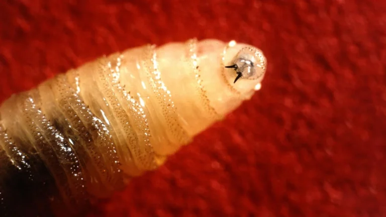 Screwworm retorna aos EUA e ameaça saúde animal e humana
