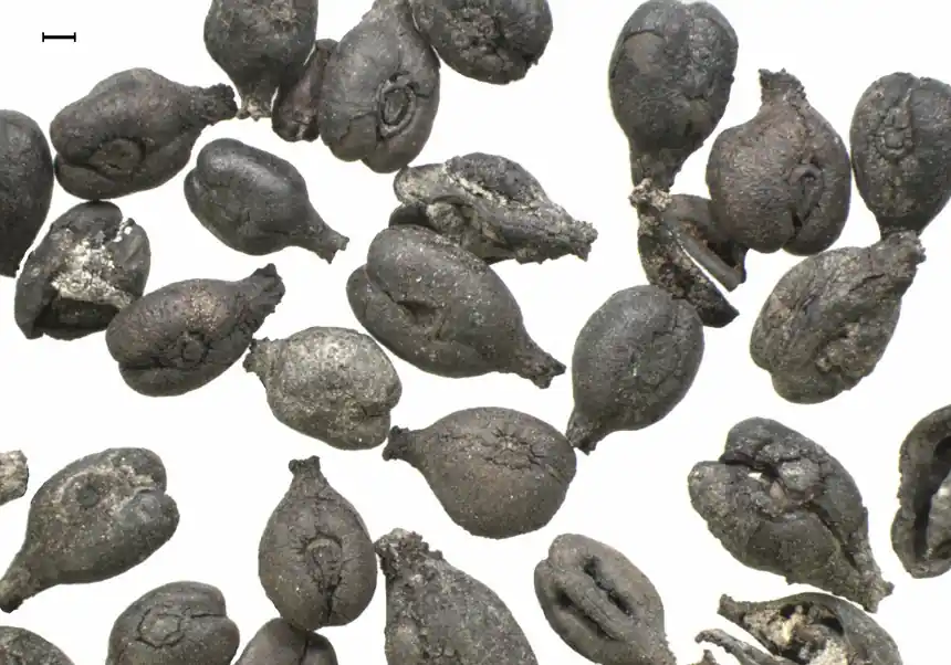 wine grapes spain came from Phoenicians
