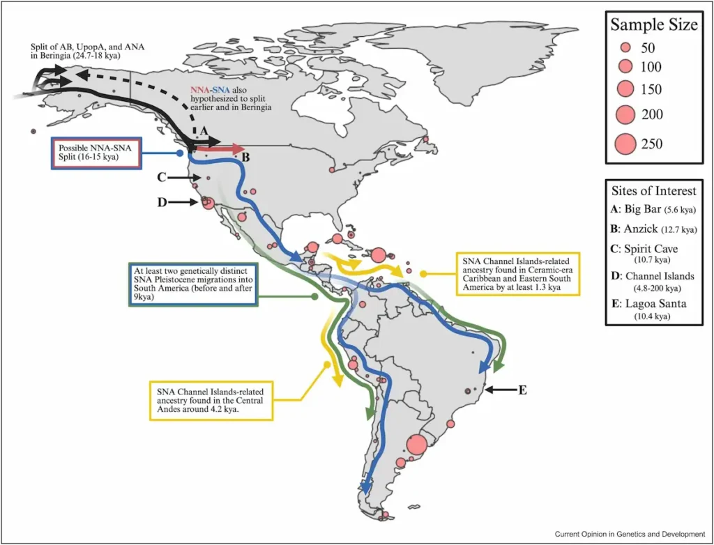 genetics humans entered America dates