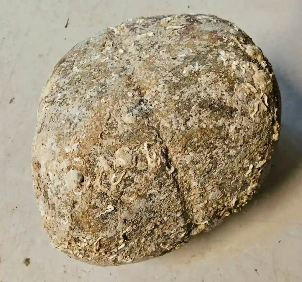 oldest anchor in the world found in Norway stone age