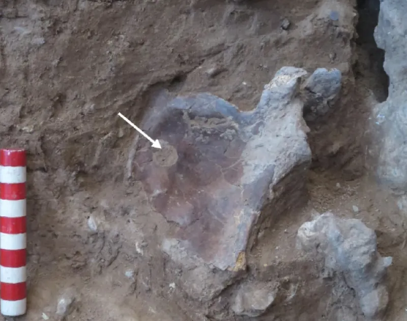 scapula neanderthal first known death by spear