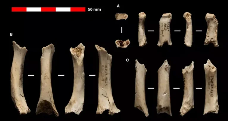 Restos de Neandertal encontrados em caverna na Espanha