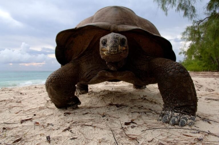População de tartarugas gigantes nas Seychelles atinge 183 mil