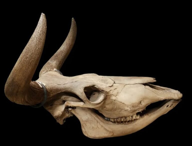 Estudo revela causas da extinção dos auroques na Escandinávia