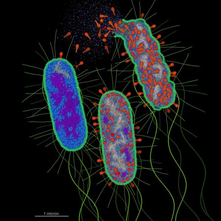 Pesquisadores descobrem defesa bacteriana contra vírus