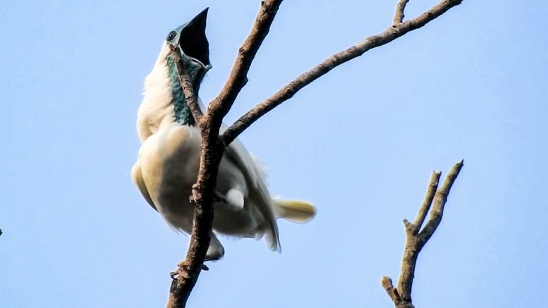 Bare Throated Bellbird