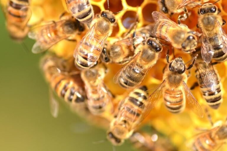 Colônia de abelhas pode ser considerada um superorganismo
