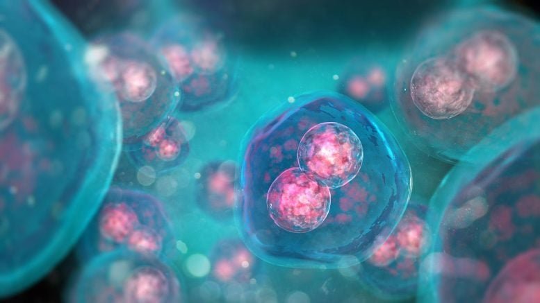 Biological Cells Mitosis