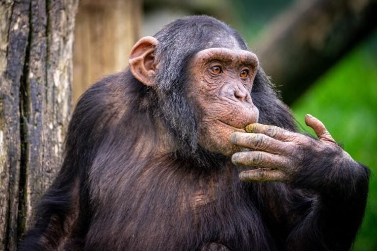 Chimpanzés demonstram regras diferentes em amizades