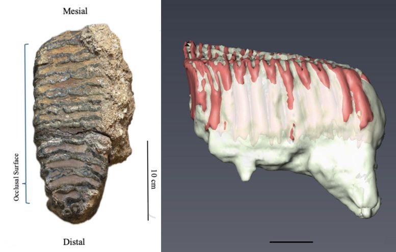 Computer Generated Reconstruction of the Elephant Tooth