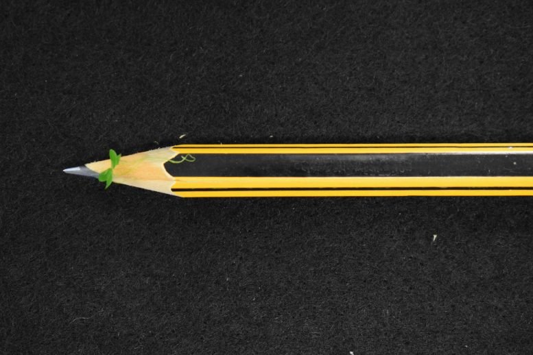 Duckweed Pencil