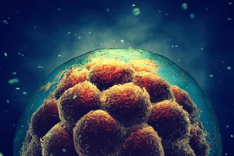 Early Stage Embryo