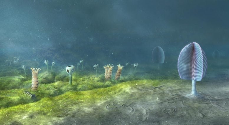 Ediacaran Sea Floor Namibia