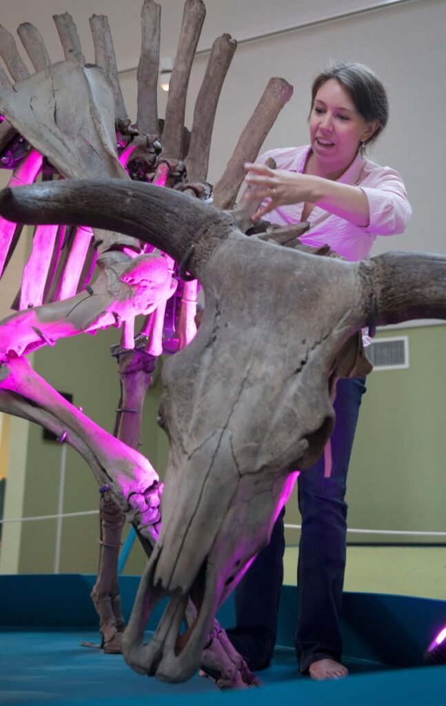 Erika Rosengren With Mounted Aurochs Skeleton
