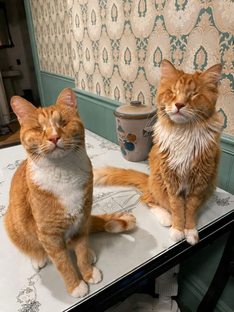 Feline Siblings Gary and Shaggy