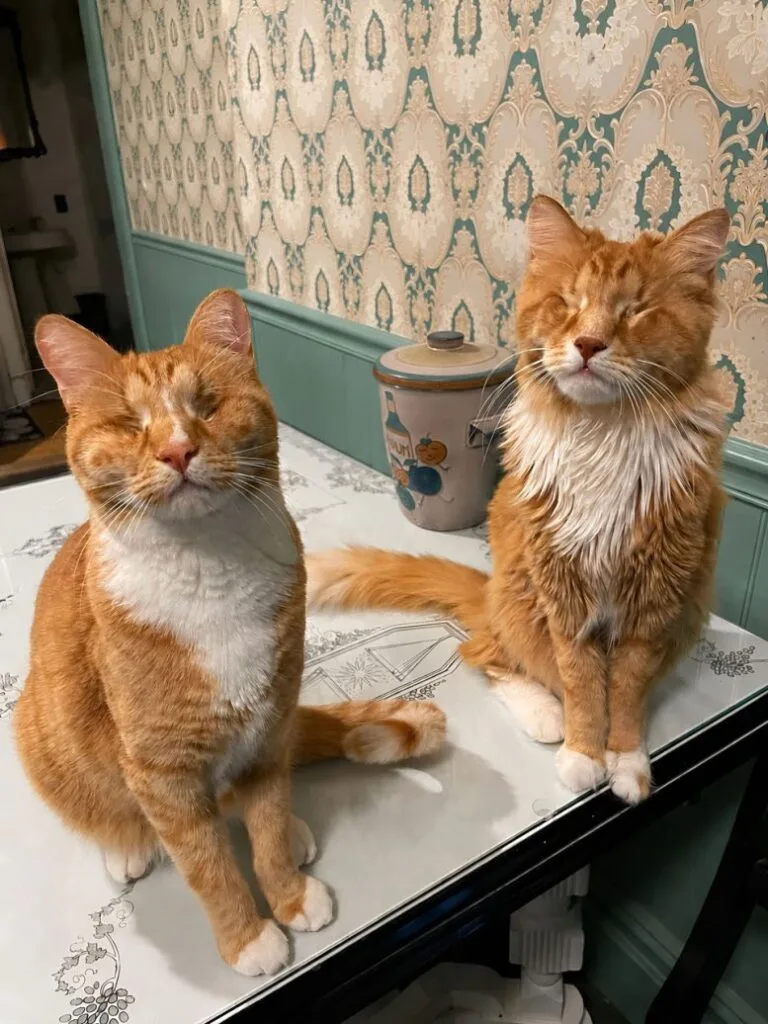 Feline Siblings Gary and Shaggy
