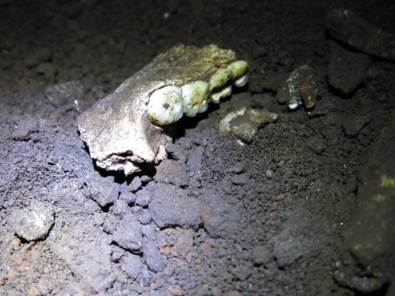 Estudo revela sepultamento de fêmeas de Homo naledi na África do Sul