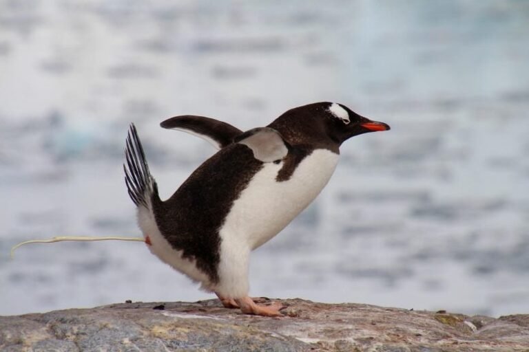 Fezes de pinguins tornam Antártica mais verde, alertam cientistas