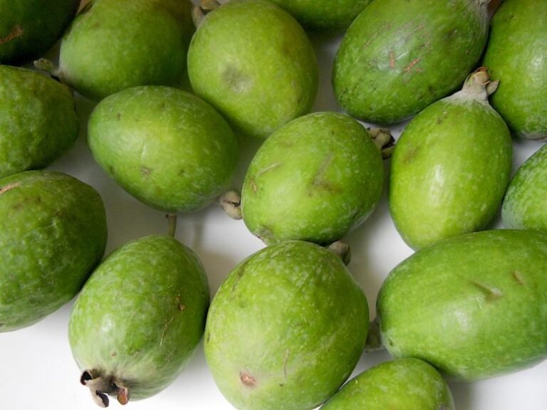 Estudo revela efeito da feijoa na pressão arterial em diabéticos