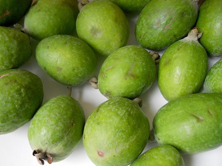 Grouping of Feijoa