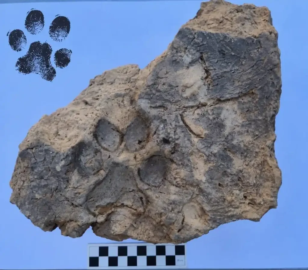dog paw prints 4000 year old mud brick bronze age 