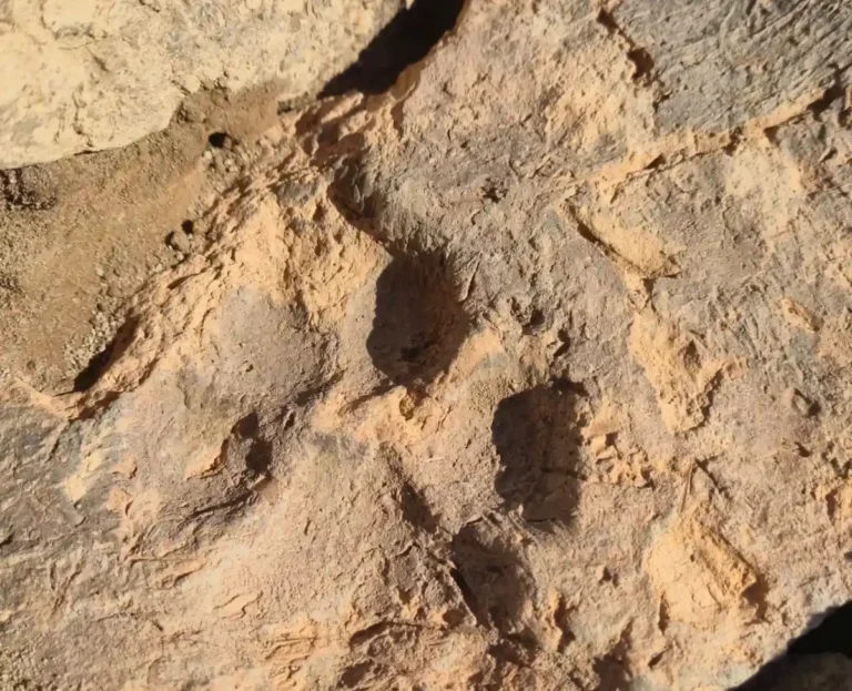 Patas de cachorro de 4.000 anos são encontradas na Turquia