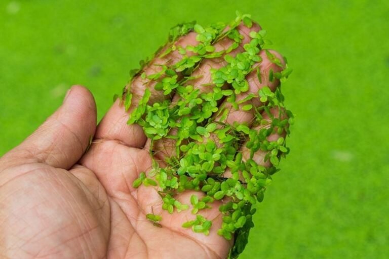 Pesquisadores estudam miniaturização de plantas aquáticas