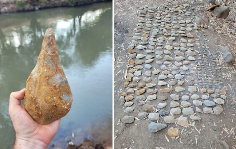Estudo revela segredos de dente de elefante de 700 mil anos