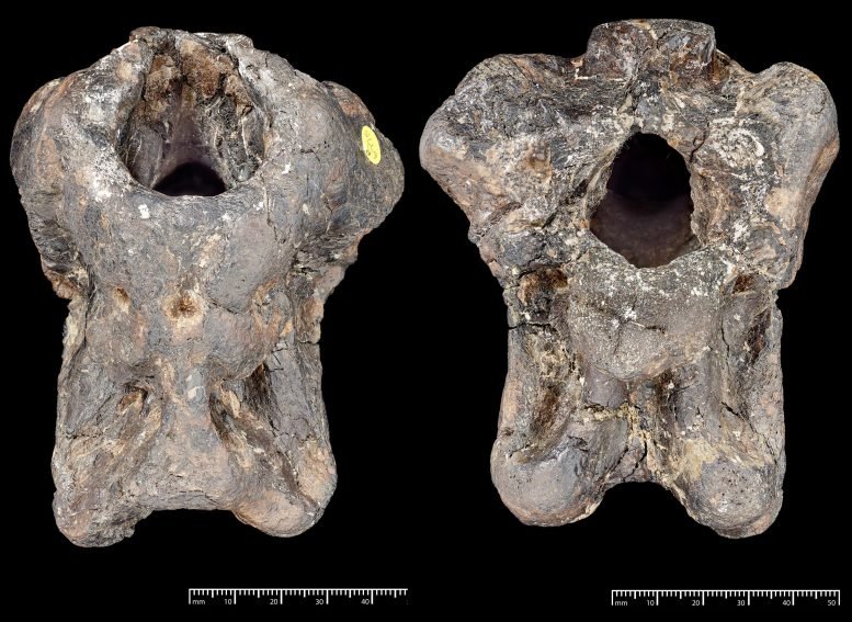 Invictibellatrix amberina Fossil