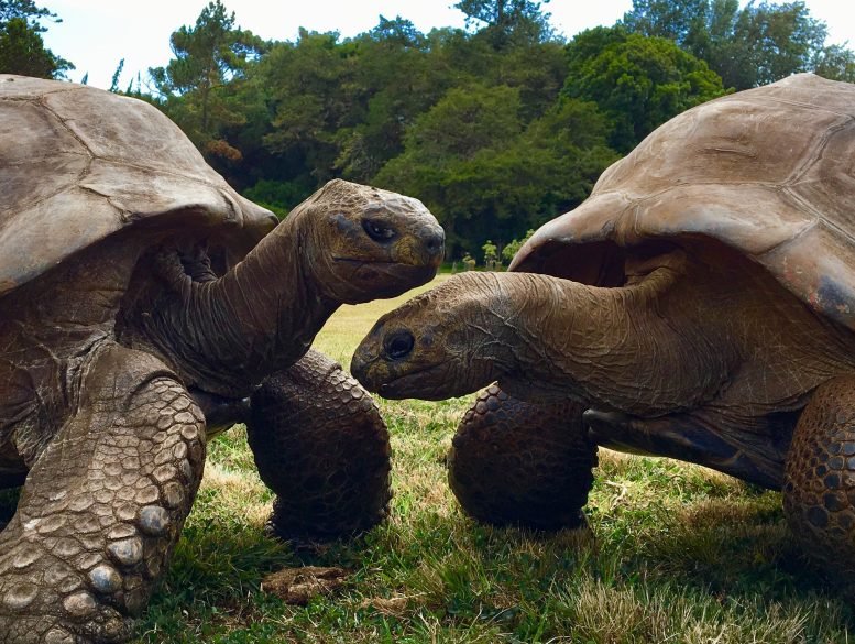 Jonathan With Another Giant Tortoise Named David